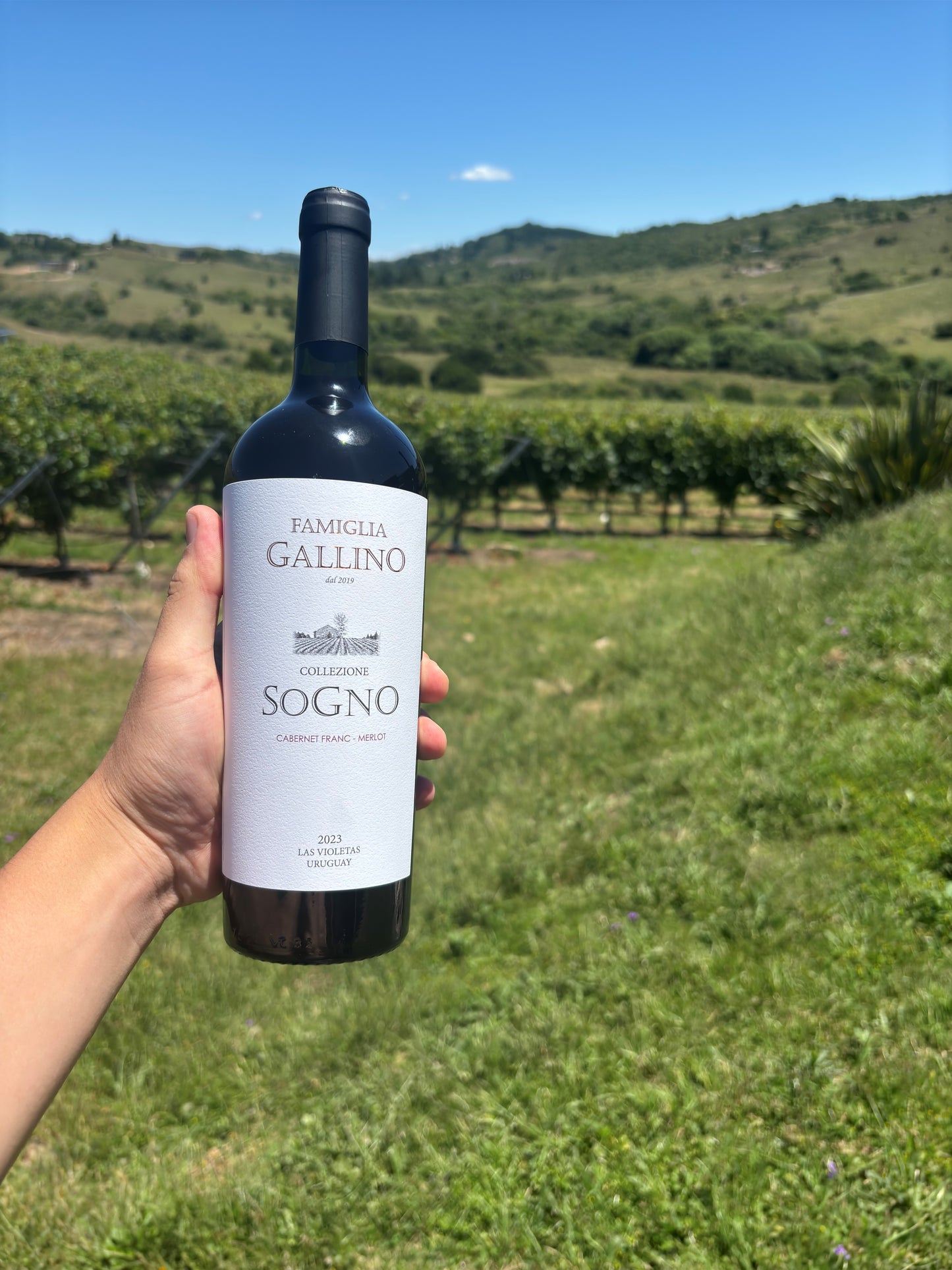Cabernet Franc - Merlot