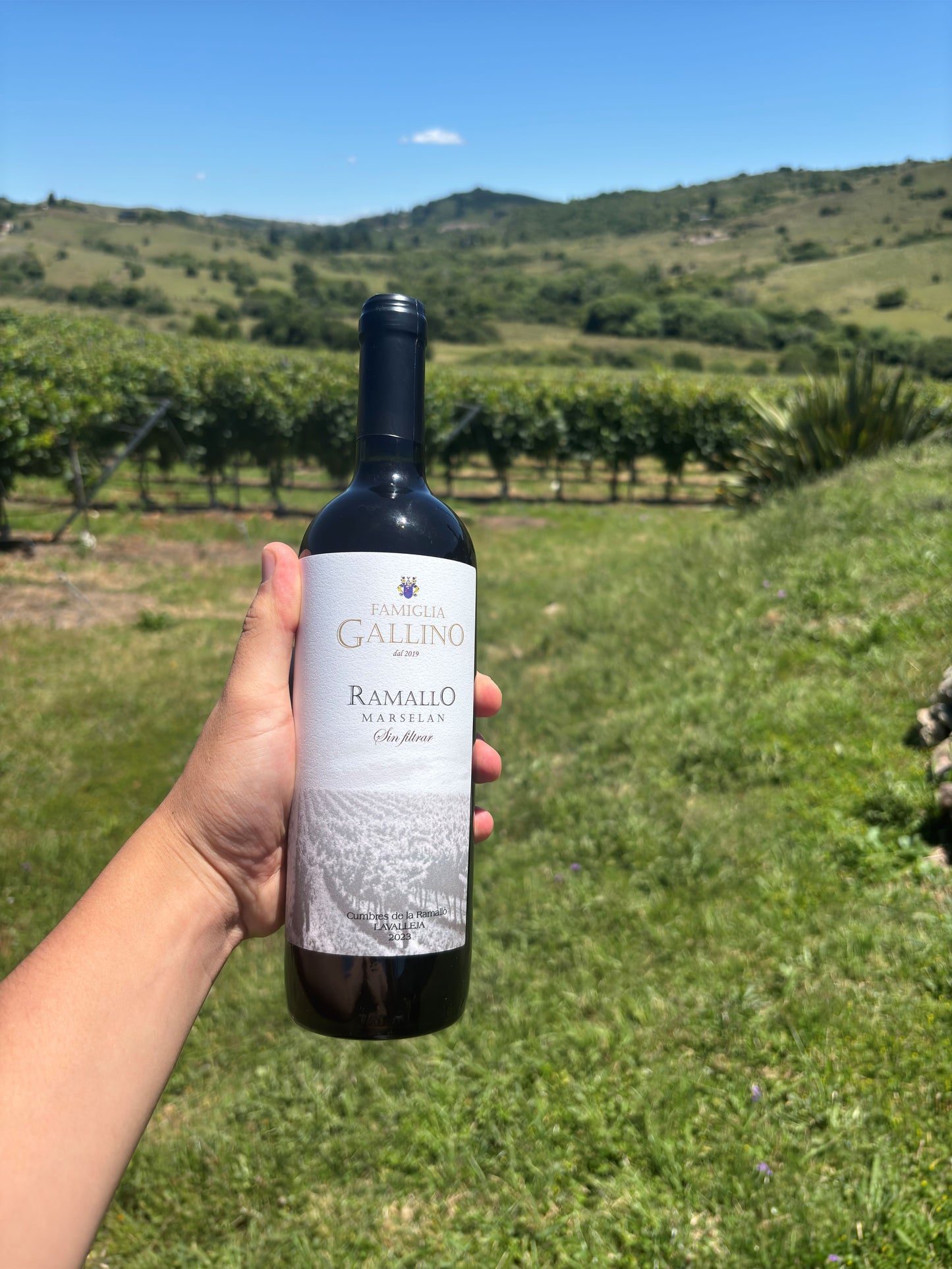 Marselan Sin Filtrar — Vino tinto artesanal Famiglia Gallino, Uruguay